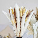 Buquê de Capim dos Pampas Natural para Decoração de Ambientes Offertaza