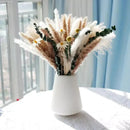Buquê de Capim dos Pampas Natural para Decoração de Ambientes Offertaza