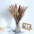 Buquê de Capim dos Pampas Natural para Decoração de Ambientes Offertaza